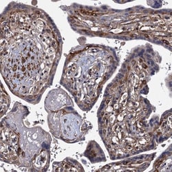 ISM2 Antibody, Novus Biologicals 25 &mu;L; Unlabeled:Antibodies, Polyclonal